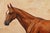 André Marchand, French Equestrian of a Chestnut Racehorse, Oil on Board For Sale - Image 3 of 7
