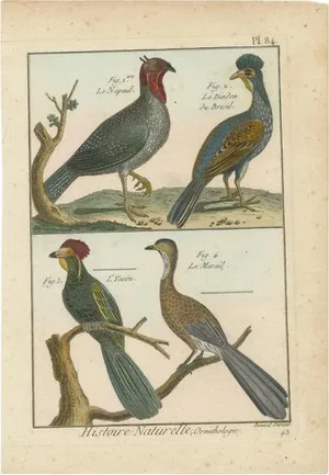 Panckoucke, Four Birds, 1792, Copper Engraving on Paper