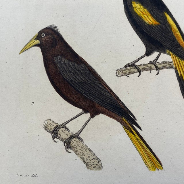 18th Century French Antique 18th Century "Le Cassique Huppe De Cayenne" Bird Engraving Hand Colored Signed Artwork For Sale - Image 5 of 9