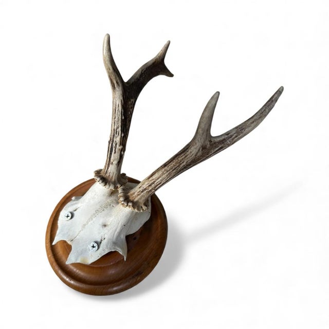 Cabin Roe Deer Trophy 20 Black Forest Antlers For Sale - Image 3 of 5