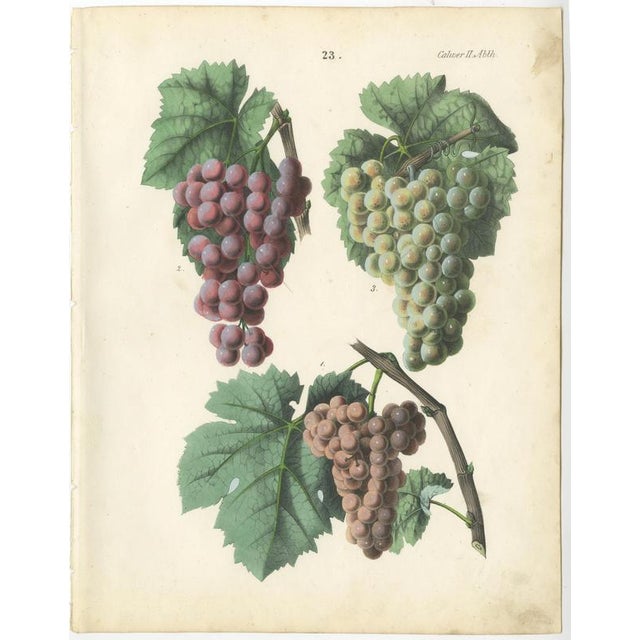 Paper Dr. Calwer, Wine and Table Grapes, 1854, Chromolithographs on Paper, Set of 6 For Sale - Image 7 of 10