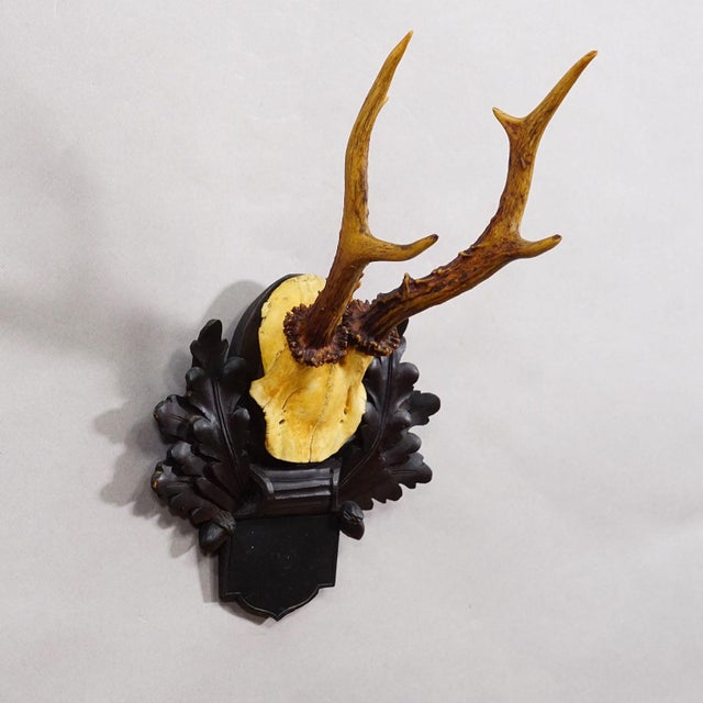 Antique Black Forest Red Deer Trophy on Carved Plaque, Germany 1900 A great antique 6 ponter red deer (Cervus elaphus)...