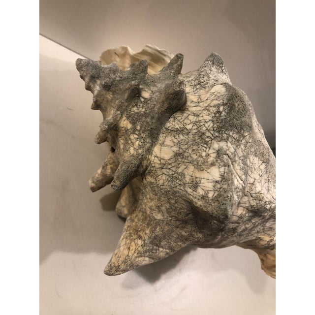 Nautical Large Harbour Island Conch Shell For Sale - Image 3 of 11