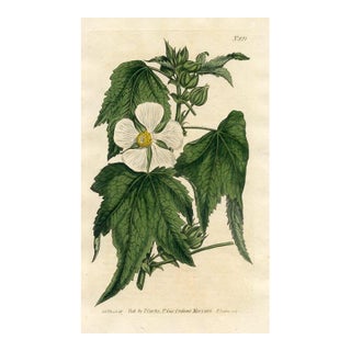 1805, Chalice Flower Botanical Print From Curtis, Original Antique Botanical Print, Engraving, England For Sale