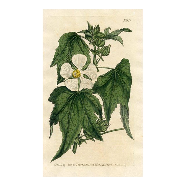 1805, Chalice Flower Botanical Print From Curtis, Original Antique Botanical Print, Engraving, England For Sale