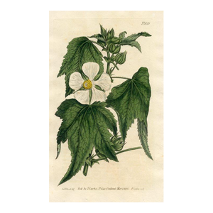 1805, Chalice Flower Botanical Print From Curtis, Original Antique Botanical Print, Engraving, England