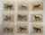 1900 - 1909 1907 French Photogravure Prints - Collection of Nine Various Dog Breeds #1 For Sale - Image 5 of 5