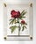 Red Peony - Hand Textured Red Flower For Sale - Image 4 of 7