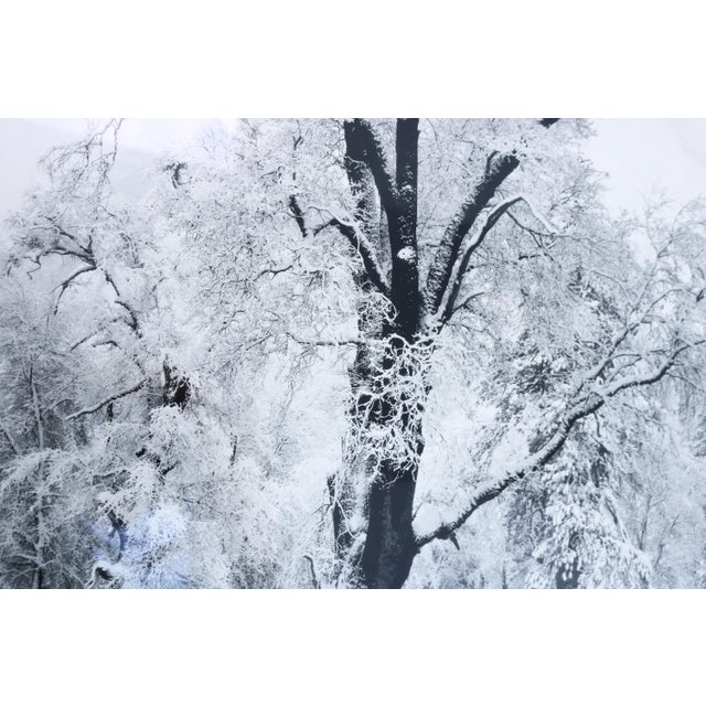 1948 Ansel Adams Oak Tree Snowstorm, Yosemite National Park Photograph Art Print For Sale - Image 11 of 18