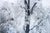 1948 Ansel Adams Oak Tree Snowstorm, Yosemite National Park Photograph Art Print For Sale - Image 11 of 18
