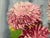 Pink Late 20th Century Floral Oil on Canvas by Unknown Artist, Vintage For Sale - Image 8 of 12