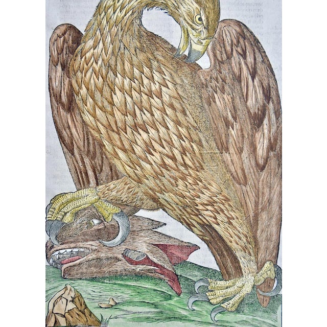 Eagle: A 16th/17th Century Hand-Colored Engraving by Aldrovandi, 1599 For Sale - Image 4 of 5