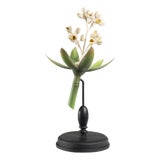 Blossoming Bud Botanical Model For Sale