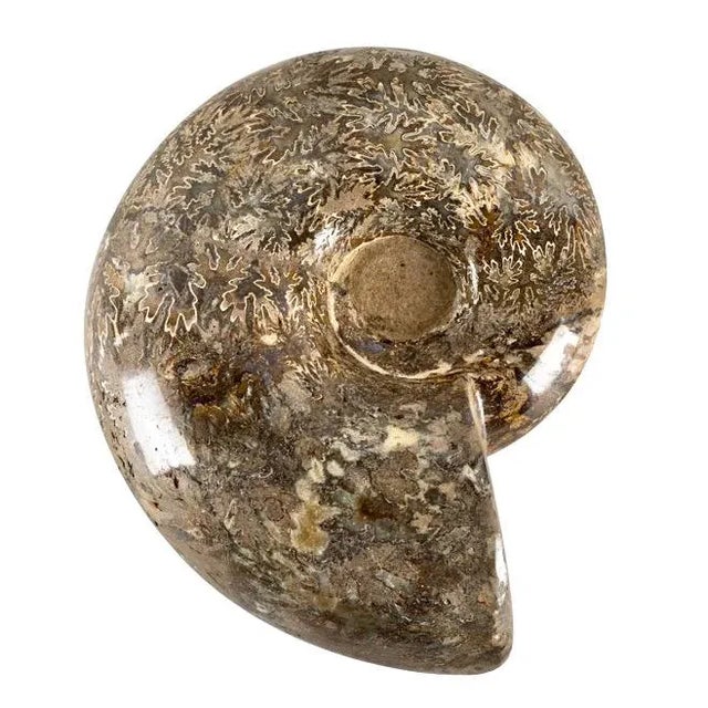 Slate Gray Large Ammonite Fossil Specimen For Sale - Image 8 of 8