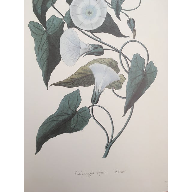 Dark Green 1990s Morning Glory Blossoms, Royal Kew Botanical Gardens Lithographs - Set of 2 For Sale - Image 8 of 13