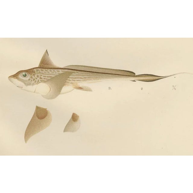 Scandinavian Sturgeon and Chimaera, 1895, Paper For Sale - Image 6 of 10