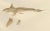 Scandinavian Sturgeon and Chimaera, 1895, Paper For Sale - Image 6 of 10