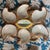 Vintage French Majolica Oyster Plates from Vallauris, 1950s, Set of 4 For Sale - Image 4 of 10