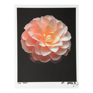 Dahlia, Jonathan Singer, Photography For Sale