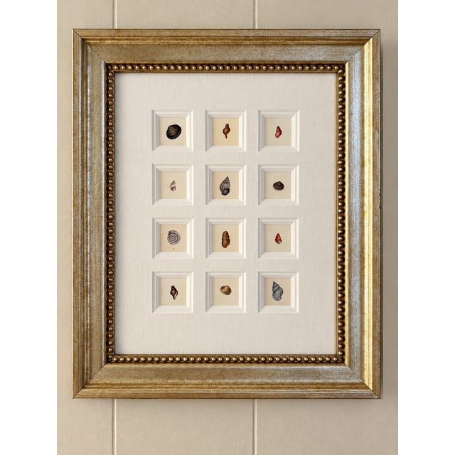 Mid 19th Century Seashell Study | Set of 12 Original Prints – Coastal Wall Art | Custom Framed | C. 1840 For Sale - Image 5 of 5