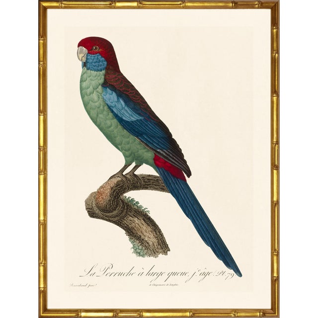 Illustration Barraband Parrots – Long–Tail Parakeets (Set of 2), Framed in Bronze Bamboo For Sale - Image 3 of 7