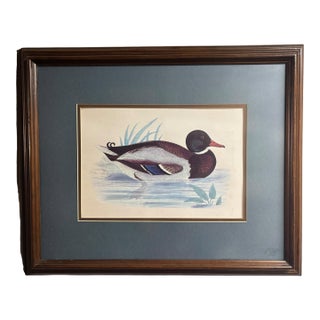 Vintage Framed Waterfowl Print of a Red-Breasted Merganser Duck For Sale