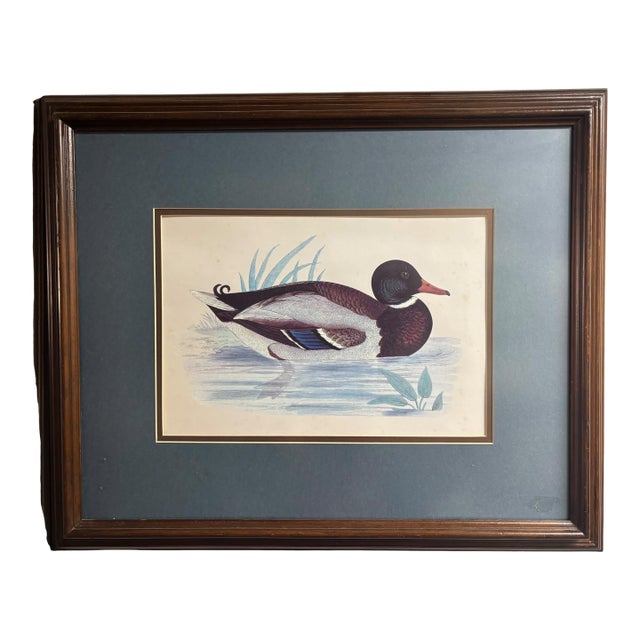 Vintage Framed Waterfowl Print of a Red-Breasted Merganser Duck For Sale