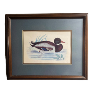 Vintage Framed Waterfowl Print of a Red-Breasted Merganser Duck