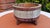 Wooden planter cover or bowl, 1960s, pewter rim, dimensions: height 11.8 cm, diameter 18 cm, inner diameter 15 cm.
