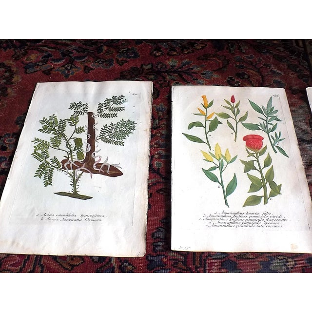 This set of six (6) authentic hand colored antique 18th century mezzotints depict botanicals. Printed in 1740 on handmade...