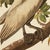 John James Audubon 1990s Brown Pelican After Audubon, Large Cottage Print For Sale - Image 4 of 10