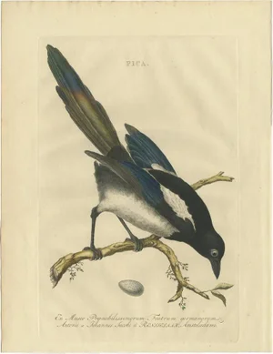 Cornelius Nozeman, M. Houttuyn & J. C. Sepp, Bird Illustration of the Magpie, 1770, Print