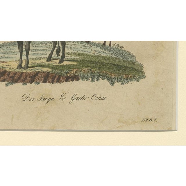 Paper Bertuch, African Sanga Longhorn Cattle, 1810, Engraving For Sale - Image 7 of 9