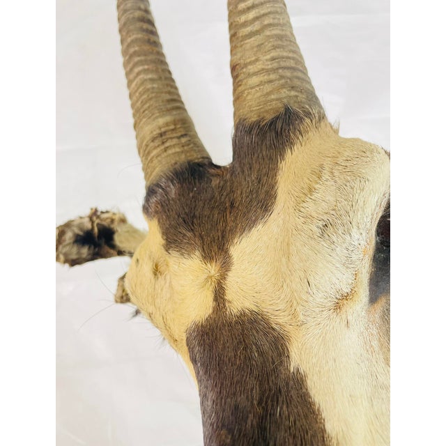 Vintage Mounted Antelope Taxidermy Wall Mount With Long Horns, Estate Find For Sale - Image 10 of 18