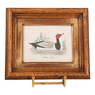 Antique Hand Colored Duck Engraving in Vintage Oak Frame For Sale