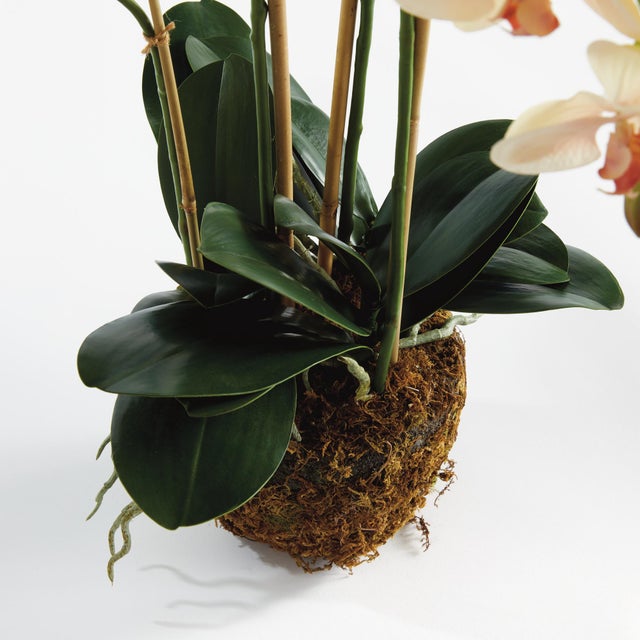 100% realistic a perfect copy of nature. This exquisite soft blush orchid dropin is a nomaintenance work of art. Right...