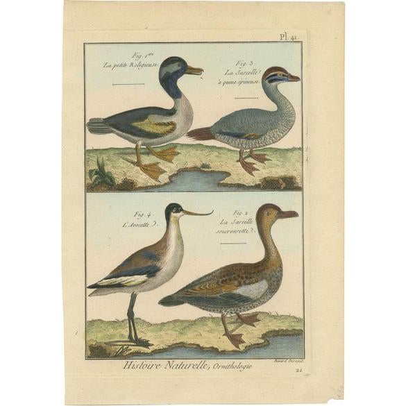 Robert Bernard, Three Ducks and an Avocet, 1792, Copper Engraving on Paper For Sale - Image 6 of 6