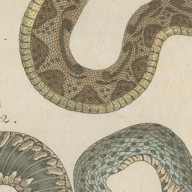 Bertuch, Two Snakes with Bold Head Markings, 1805, Print For Sale - Image 9 of 12