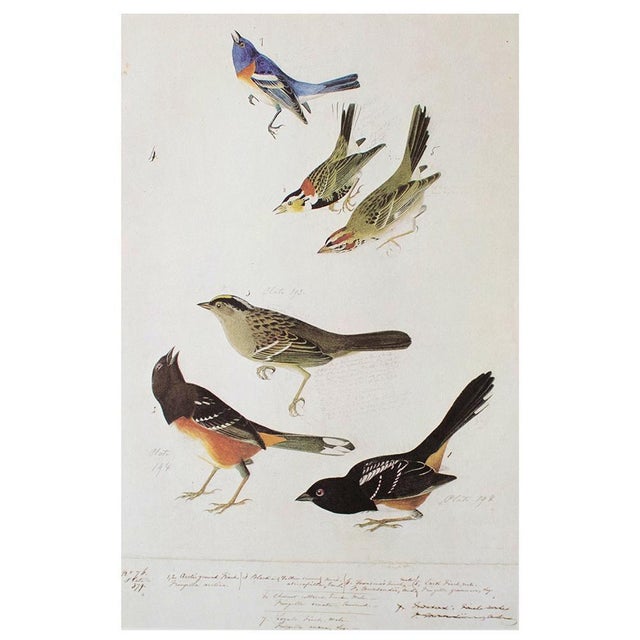 1960s Longspur, Goldfinch, Sparrow, and Towhee After Audubon, 1966 Cottage Print For Sale - Image 5 of 7
