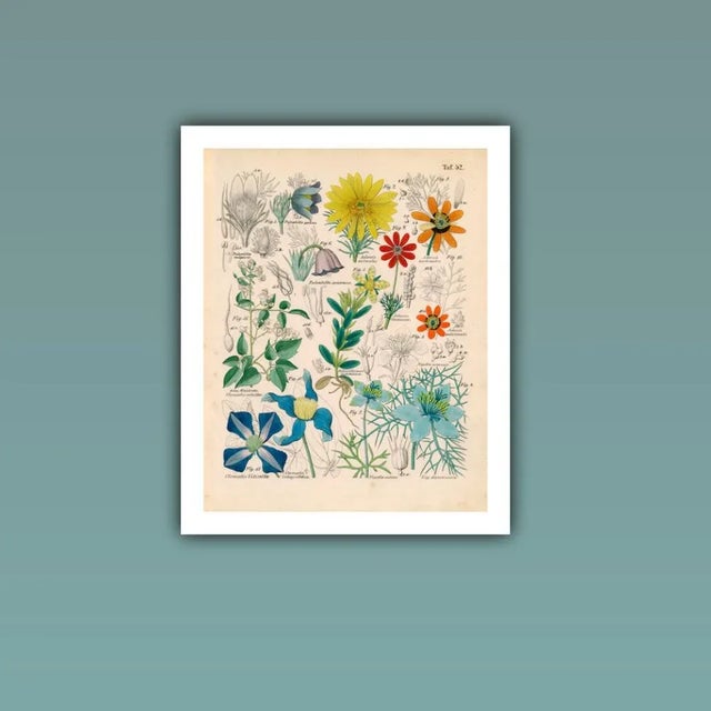 Realism Antique 'Botanical Plate' Archival Print For Sale - Image 3 of 4