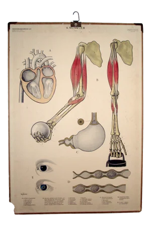 Vintage Swedish Mid-Century Medical Chart Poster