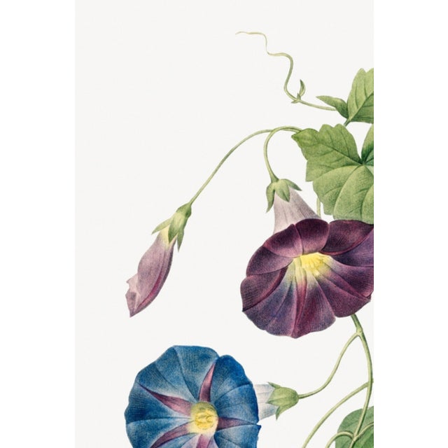 Paper Star-Glory Morning-Glory, Vintage Botanical Art Print Reproduction by Pierre-Joseph Redouté, 40" X 60" For Sale - Image 7 of 10
