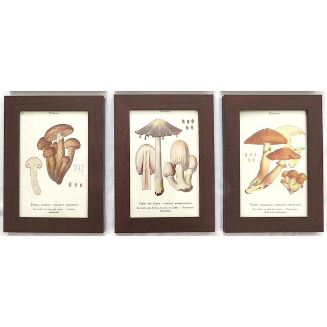 Mid-Century Modern Set of 6 French Mushroom Fungi Offset Lithograph Prints Framed C. 1946 Botanical For Sale - Image 3 of 4