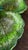 1960s Inarco E2603 Green Majolica-Style Fruit and Leaf Divided Serving Platter For Sale - Image 12 of 16