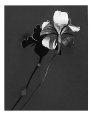 Ugne Pouwell, Ocean Pearl in Water, 2024, Photography