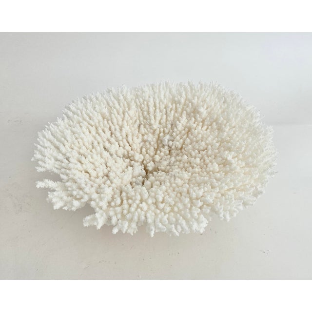 Natural White Table Coral Specimen Coastal Decor For Sale - Image 4 of 9