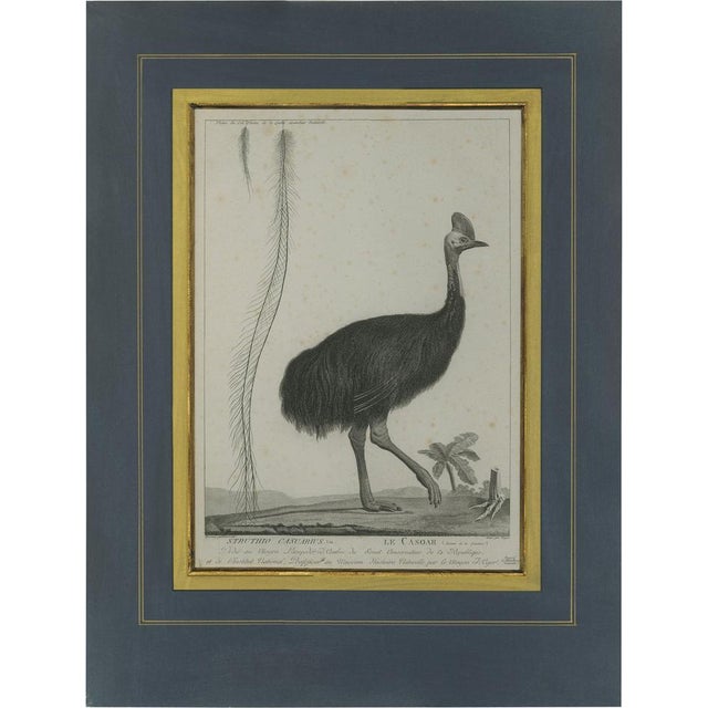 Miger, Illustration of a Cassowary Bird, 1808, Print For Sale - Image 5 of 5
