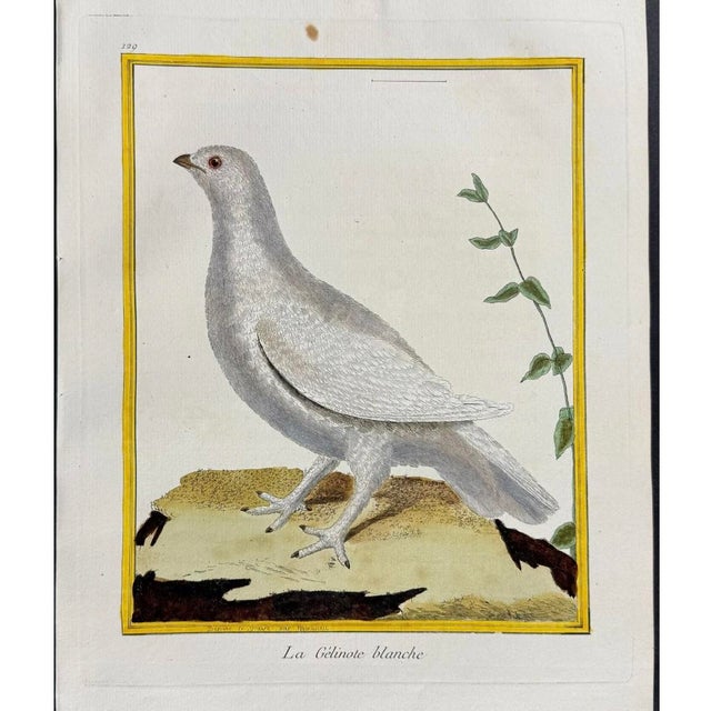 Set of Six Finely Framed Original Engravings of Grouse by François-Nicolas Martinet, 18th Century For Sale - Image 15 of 16