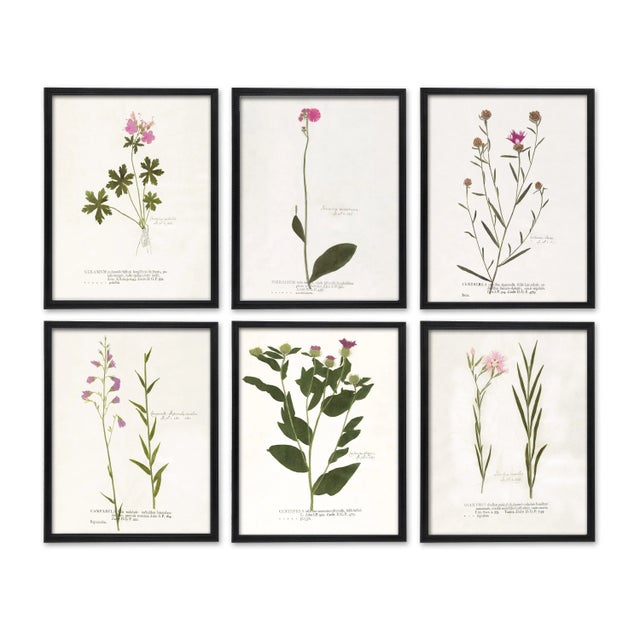 This antique botanical specimen set will add cottage charm to your home. Indulge your inner English Victorian lady. This...