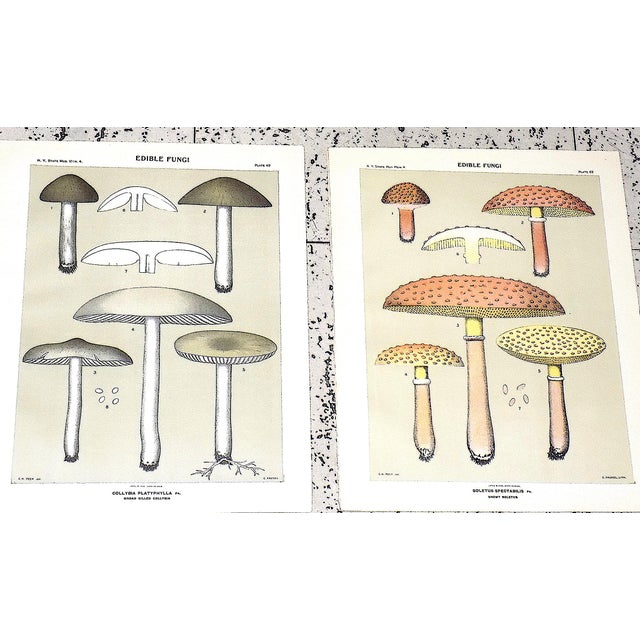 This set of twelve (12) chromolithographs ( each color was laid in with a separate lithographic stone) depict several...